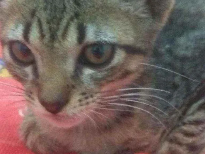 Gato raça Srd idade 2 a 6 meses nome Juquinha