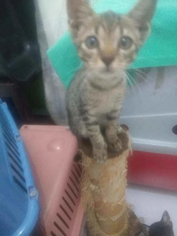 Gato raça Srd idade 2 a 6 meses nome Juquinha