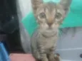 Juquinha