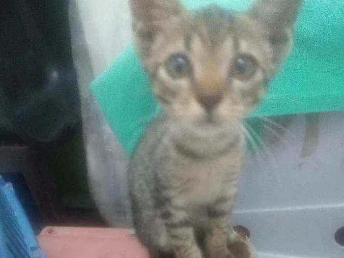 Gato raça Srd idade 2 a 6 meses nome Juquinha
