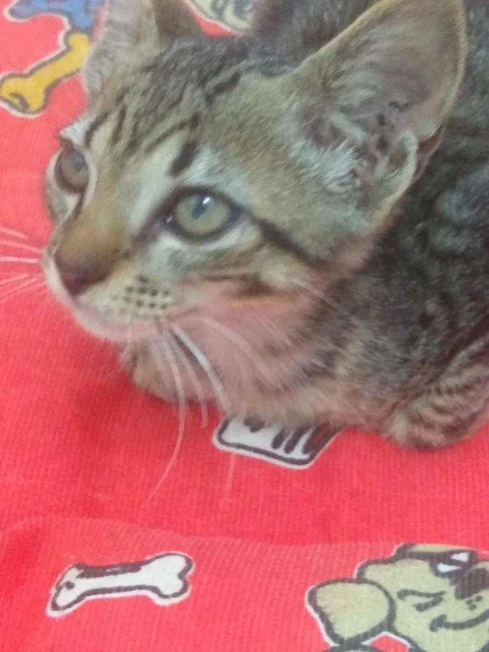 Gato raça Srd idade 2 a 6 meses nome Juquinha