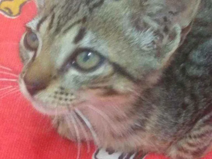 Gato raça Srd idade 2 a 6 meses nome Juquinha