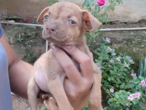 Cachorro raça Srd idade Abaixo de 2 meses nome Sky