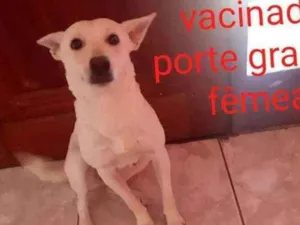 Cachorro raça Vira lata  idade 2 anos nome Sofhia