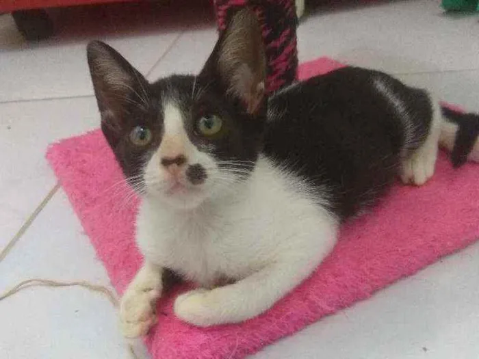 Gato raça Srd idade 2 a 6 meses nome Layla