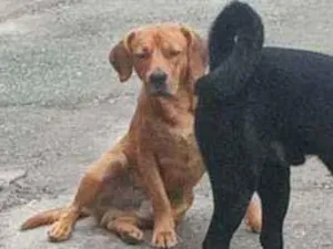 Cachorro raça Perdigueiro português idade 1 ano nome Beethoven 