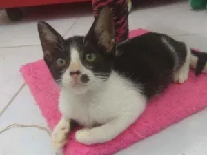 Gato raça Srd idade 2 a 6 meses nome Layla