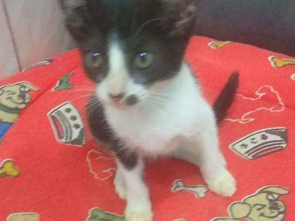 Gato raça Srd idade 2 a 6 meses nome Layla