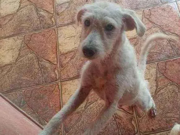 Cachorro ra a Pudor com pinscher idade 7 a 11 meses nome Salomaozinbo