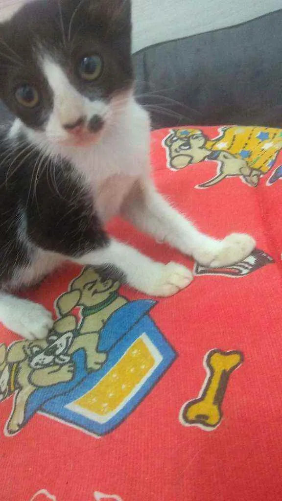 Gato raça Srd idade 2 a 6 meses nome Layla