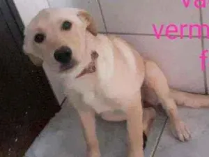 Cachorro raça Fila com perdigueiro português idade 2 a 6 meses nome Branca de neve 