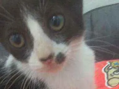Gato raça Srd idade 2 a 6 meses nome Layla