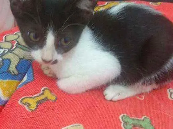 Gato raça Srd idade 2 a 6 meses nome Layla