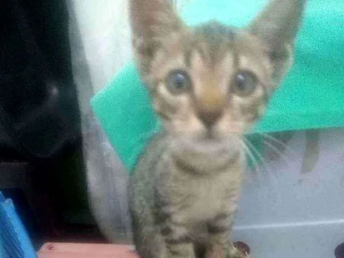 Gato raça Srd idade 2 a 6 meses nome Juquinha
