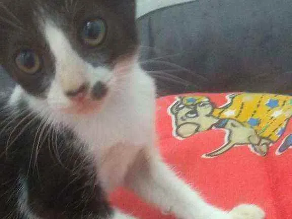Gato raça Srd idade 2 a 6 meses nome Layla