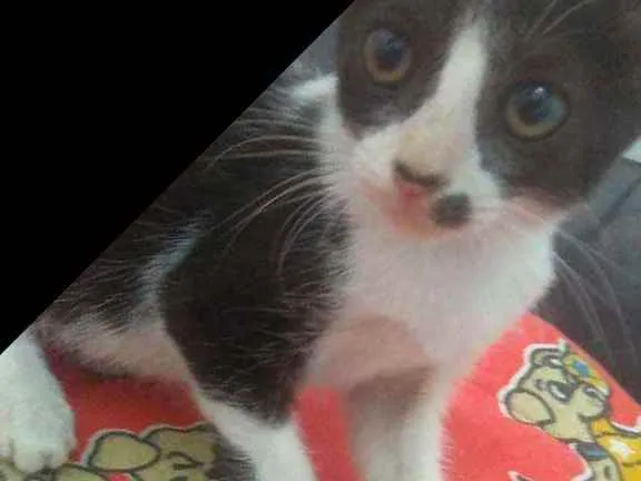 Gato raça Srd idade 2 a 6 meses nome Layla