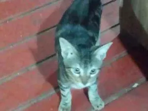 Gato raça Comum idade Abaixo de 2 meses nome Gatinhos