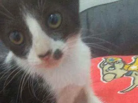 Gato raça Srd idade 2 a 6 meses nome Layla