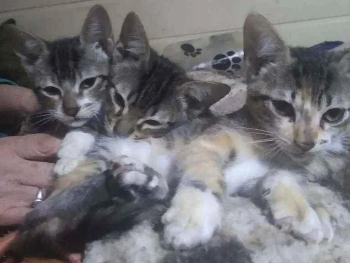 Gato ra a Comum idade Abaixo de 2 meses nome Gatinhos