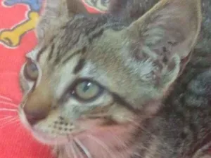 Gato raça Srd idade 2 a 6 meses nome Juquinha