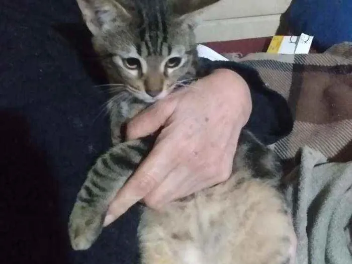 Gato ra a Comum idade Abaixo de 2 meses nome Gatinhos