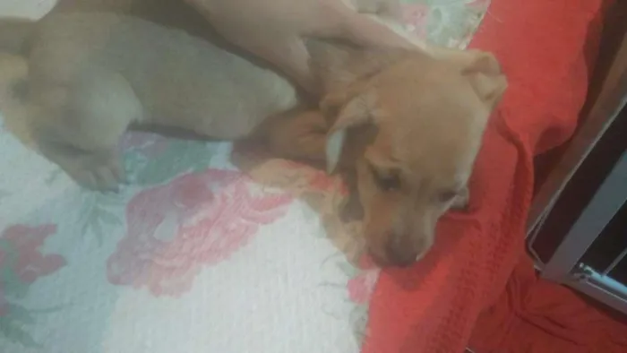 Cachorro raça Labrador/ViraLata idade 2 a 6 meses nome Sem nome