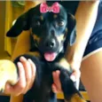 Penélope 