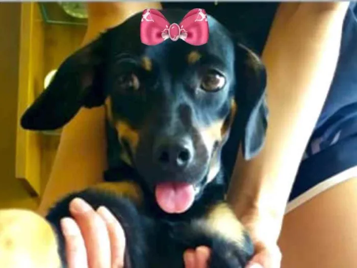 Cachorro ra a Mestiça  idade 7 a 11 meses nome Penélope 