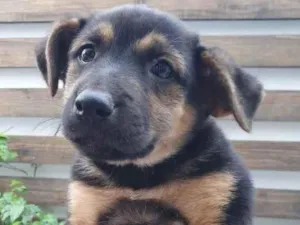 Cachorro raça SRD idade 2 a 6 meses nome Sem Nome