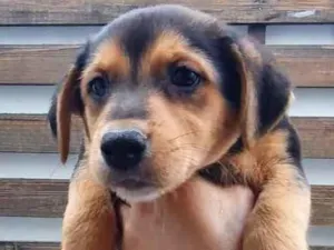 Cachorro raça SRD idade 2 a 6 meses nome Sem Nome