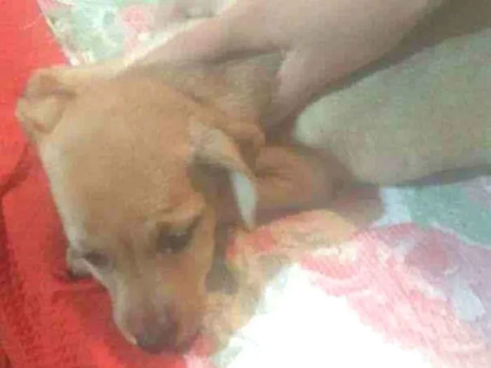 Cachorro raça Labrador/ViraLata idade 2 a 6 meses nome Sem nome