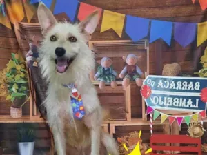 Cachorro raça SRD idade 5 anos nome Lobinho