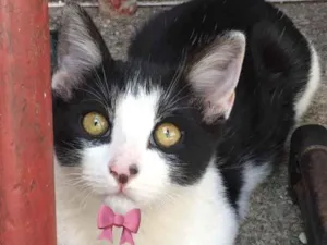 Gato raça SRD idade 2 a 6 meses nome Anita 