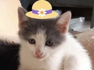 Gato raça SRD idade 2 a 6 meses nome Cookie 