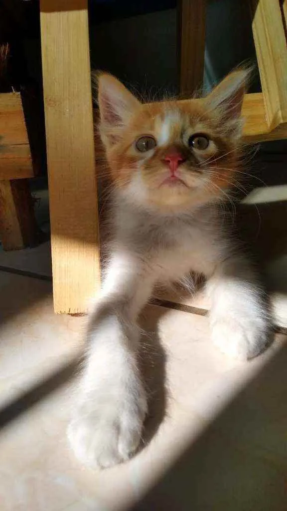 Gato ra a SRD idade 2 a 6 meses nome Esperança