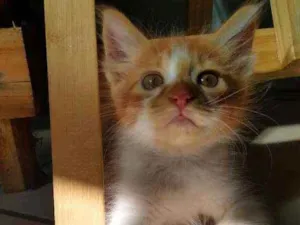 Gato raça SRD idade 2 a 6 meses nome Esperança