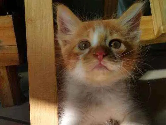 Gato ra a SRD idade 2 a 6 meses nome Esperança