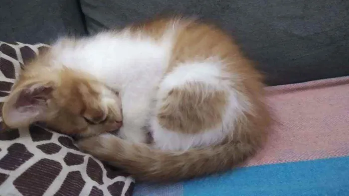 Gato ra a SRD idade 2 a 6 meses nome Esperança