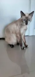 Lily