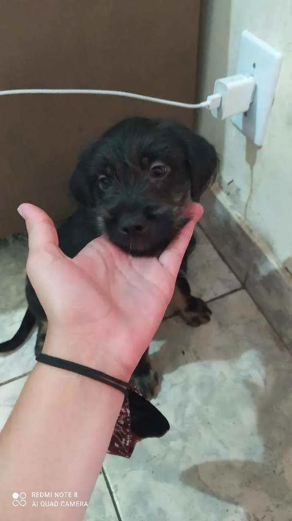 Cachorro ra a Vira lata idade 2 a 6 meses nome Juninho