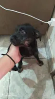 Juninho