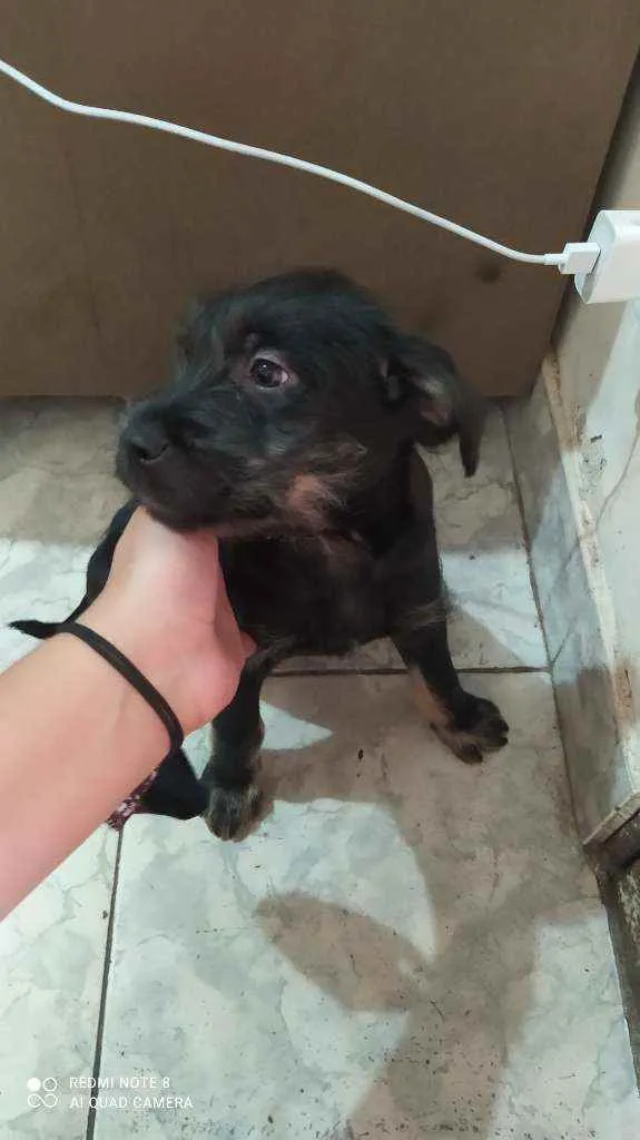 Cachorro ra a Vira lata idade 2 a 6 meses nome Juninho
