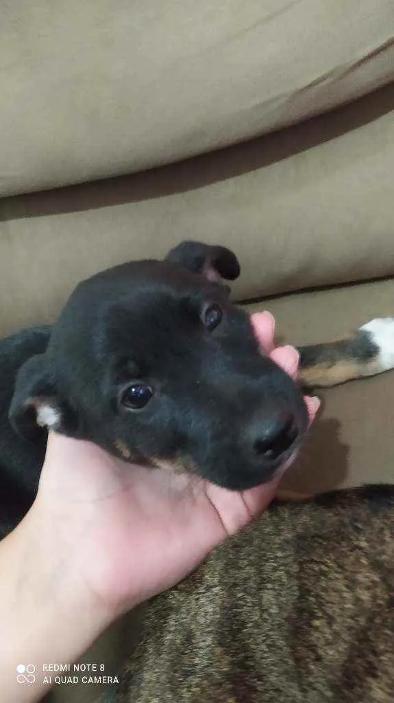 Cachorro ra a Vira lata idade 2 a 6 meses nome Toddy