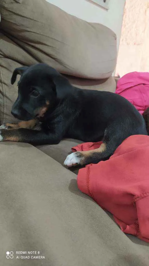 Cachorro ra a Vira lata idade 2 a 6 meses nome Toddy