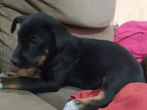 Cachorro raça Vira lata idade 2 a 6 meses nome Toddy