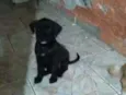Safira