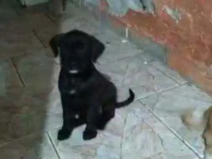 Cachorro ra a Vira lata idade 2 a 6 meses nome Safira