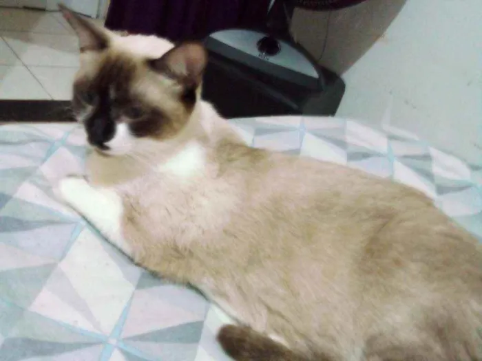 Gato ra a  idade 1 ano nome Aurora