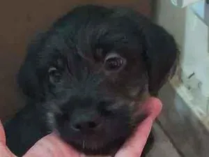 Cachorro raça Vira lata idade 2 a 6 meses nome Juninho