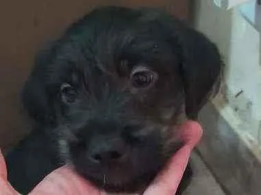 Cachorro ra a Vira lata idade 2 a 6 meses nome Juninho